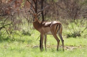 impala (4)